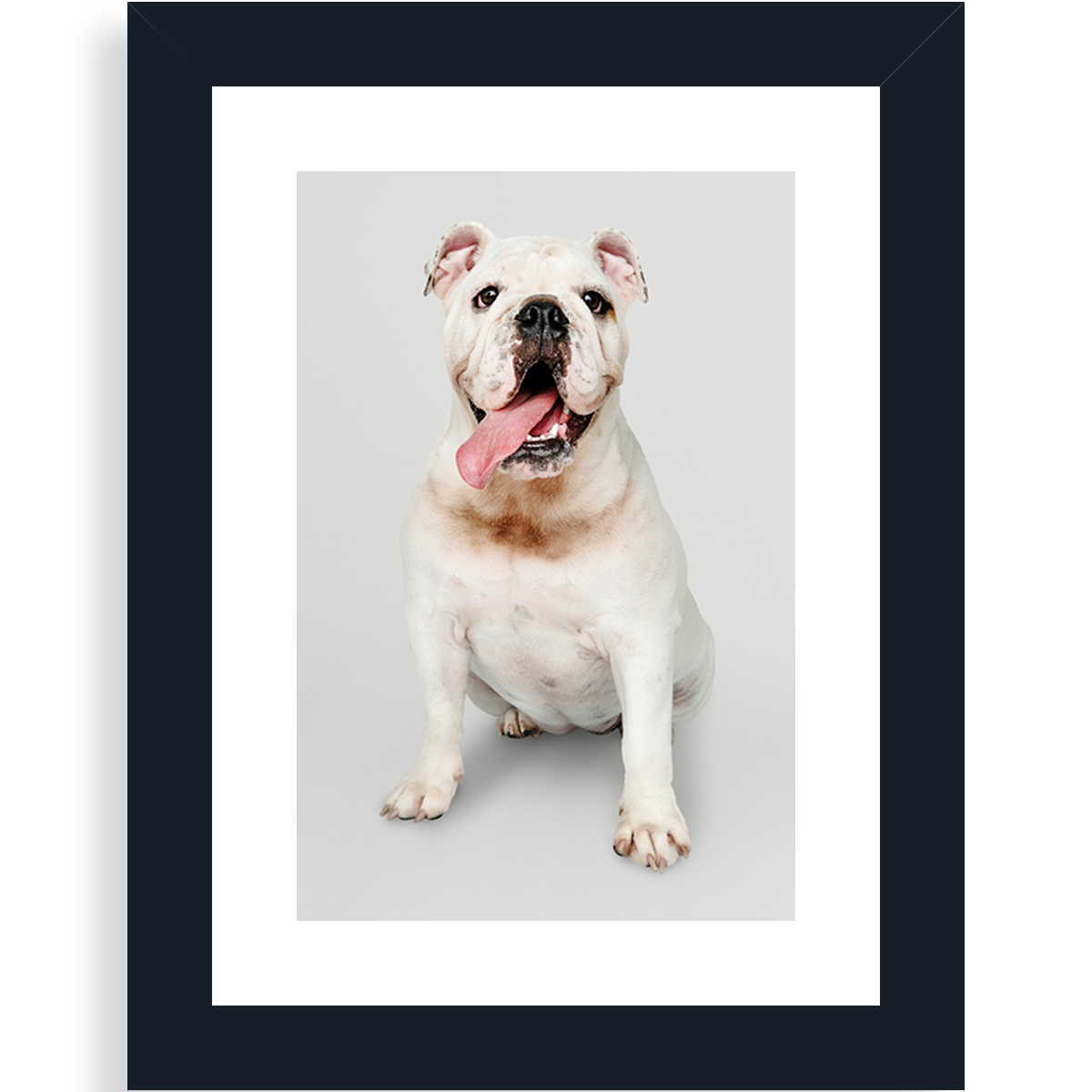 Cadre photo animaux